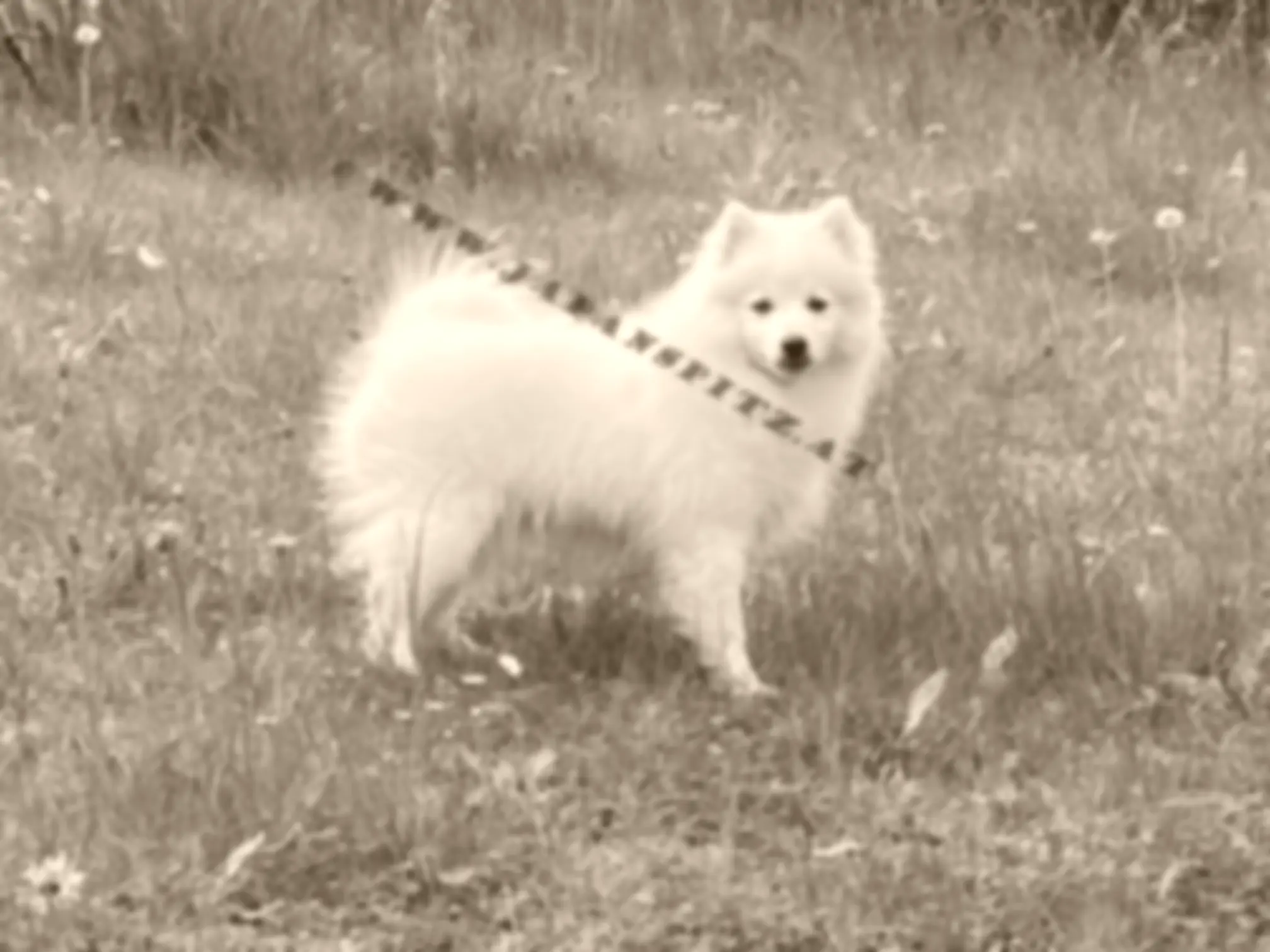 Ursprung des Japanspitz